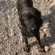 MEDOS, Hund, Herdenschutzhund-Mix in Kroatien - Bild 5