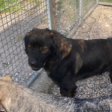 MEDOS, Hund, Herdenschutzhund-Mix in Kroatien - Bild 6