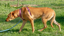 CATHY, Hund, Mischlingshund in Portugal - Bild 4