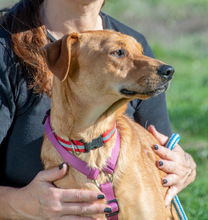 CATHY, Hund, Mischlingshund in Portugal - Bild 5