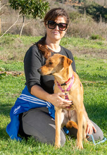 CATHY, Hund, Mischlingshund in Portugal - Bild 6