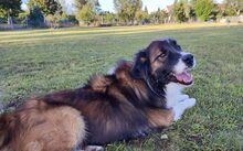 ALASKA, Hund, Herdenschutzhund-Mix in Jüterbog - Bild 2