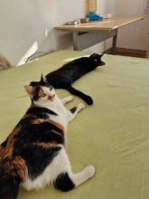 WIM, Katze, Hauskatze in Rumänien - Bild 4