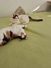 WINIE, Katze, Hauskatze in Rumänien - Bild 2