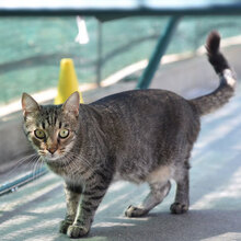 MISHO, Katze, Europäisch Kurzhaar in Bulgarien - Bild 2