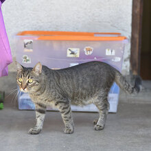 MISHO, Katze, Europäisch Kurzhaar in Bulgarien - Bild 3