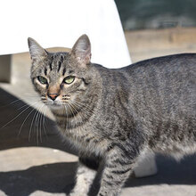 MISHO, Katze, Europäisch Kurzhaar in Bulgarien - Bild 6