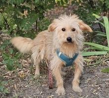 WIDO, Hund, Mischlingshund in Ungarn - Bild 1