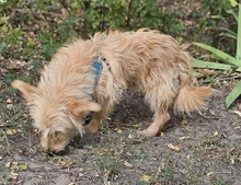 WIDO, Hund, Mischlingshund in Ungarn - Bild 3