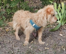 WIDO, Hund, Mischlingshund in Ungarn - Bild 4