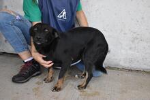 ERROL, Hund, Mischlingshund in Italien - Bild 10