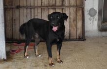 ERROL, Hund, Mischlingshund in Italien - Bild 11