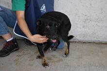 ERROL, Hund, Mischlingshund in Italien - Bild 12