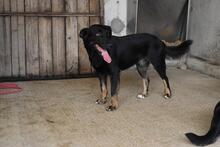 ERROL, Hund, Mischlingshund in Italien - Bild 13
