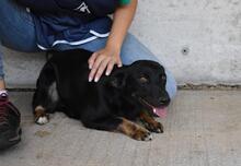 ERROL, Hund, Mischlingshund in Italien - Bild 14
