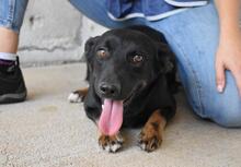 ERROL, Hund, Mischlingshund in Italien - Bild 15
