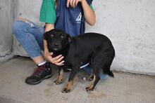 ERROL, Hund, Mischlingshund in Italien - Bild 16