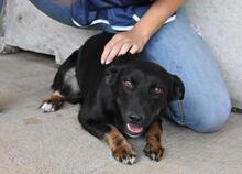 ERROL, Hund, Mischlingshund in Italien - Bild 9