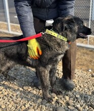 CLEMENS, Hund, Mischlingshund in Rumänien - Bild 3