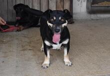 EDWARDO, Hund, Mischlingshund in Italien - Bild 11