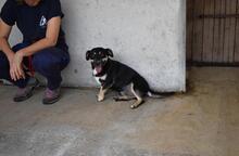 EDWARDO, Hund, Mischlingshund in Italien - Bild 12