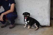 EDWARDO, Hund, Mischlingshund in Italien - Bild 13