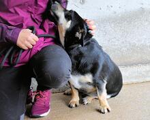 EDWARDO, Hund, Mischlingshund in Italien - Bild 7