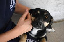 EDWARDO, Hund, Mischlingshund in Italien - Bild 8