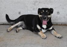 EDWARDO, Hund, Mischlingshund in Italien - Bild 9