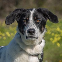 CLEO, Hund, Mischlingshund in Portugal - Bild 3