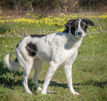 CLEO, Hund, Mischlingshund in Portugal - Bild 6