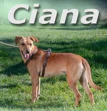 CIANA, Hund, Mischlingshund in Portugal - Bild 2