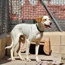 WALDO, Hund, Deutsche Bracke-Mix in Spanien - Bild 2