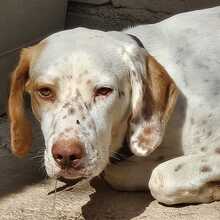 WALDO, Hund, Deutsche Bracke-Mix in Spanien - Bild 4