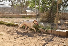 WALDO, Hund, Deutsche Bracke-Mix in Spanien - Bild 5