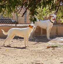 WALDO, Hund, Deutsche Bracke-Mix in Spanien - Bild 6