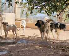 WALDO, Hund, Deutsche Bracke-Mix in Spanien - Bild 8