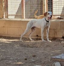 WALDO, Hund, Deutsche Bracke-Mix in Spanien - Bild 9