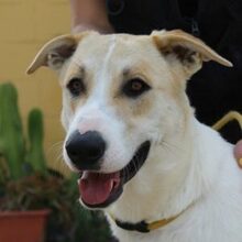 CLIFFORD, Hund, Mischlingshund in Spanien - Bild 1