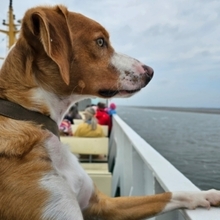 JOJO, Hund, Podenco-Beagle-Mix in Hausach - Bild 3