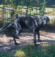 KESY, Hund, Mischlingshund in Bad Wünnenberg - Bild 4