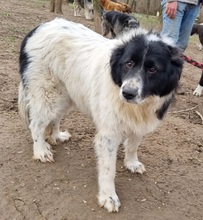 BELLA, Hund, Ciobanesc Romanesc in Rumänien - Bild 2