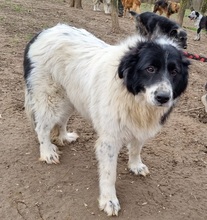 BELLA, Hund, Ciobanesc Romanesc in Rumänien - Bild 3