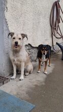 DELA, Hund, Mischlingshund in Ungarn - Bild 13