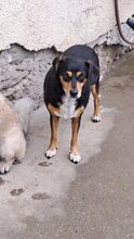 GILDU, Hund, Mischlingshund in Ungarn - Bild 6