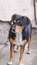 GILDU, Hund, Mischlingshund in Ungarn - Bild 7