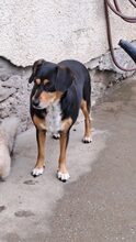 GILDU, Hund, Mischlingshund in Ungarn - Bild 9