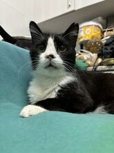 PUARO, Katze, Europäisch Kurzhaar in Zypern - Bild 1