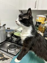 PUARO, Katze, Europäisch Kurzhaar in Zypern - Bild 3