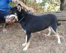 SAMUEL, Hund, Mischlingshund in Slowakische Republik - Bild 4